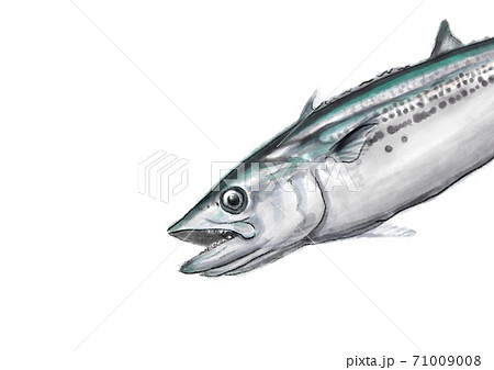 鰆 D手描き(無地) 鰆 D手描き(無地) 71009008