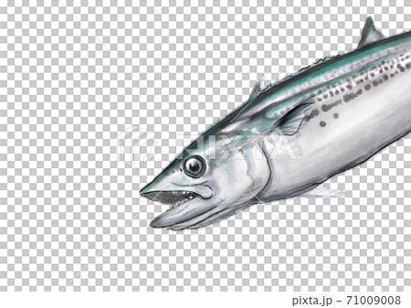 鰆 D手描き(無地) 鰆 D手描き(無地) 71009008