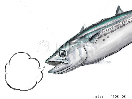鰆 D手描き 吹き出し のイラスト素材