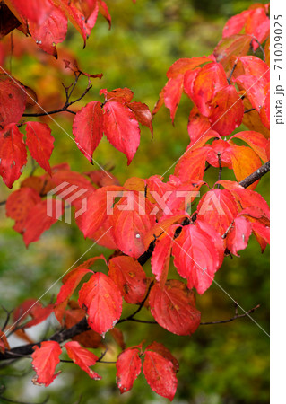 真っ赤なヤマボウシの紅葉の写真素材
