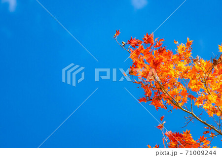 【秋素材】　紅葉と青空　【長野県】 71009244