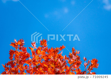 【秋素材】　紅葉と青空　【長野県】 71009245