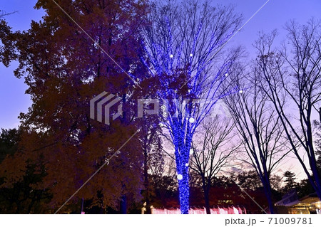 森林公園 紅葉するカエデ園のライトアップされた木々 森林公園 紅葉するカエデ園のライトアップされた木々 71009781