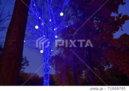 森林公園 紅葉するカエデ園のライトアップされた木々 森林公園 紅葉するカエデ園のライトアップされた木々 71009785