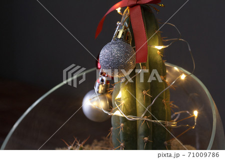 Christmas in tropical climate concept. Cactus as hipster christmas tree with christmas decoration Christmas in tropical climate concept. Cactus as hipster christmas tree with christmas decoration 71009786