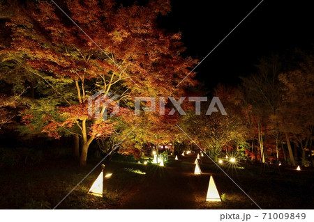 森林公園 紅葉するカエデ園のライトアップされた木々 森林公園 紅葉するカエデ園のライトアップされた木々 71009849