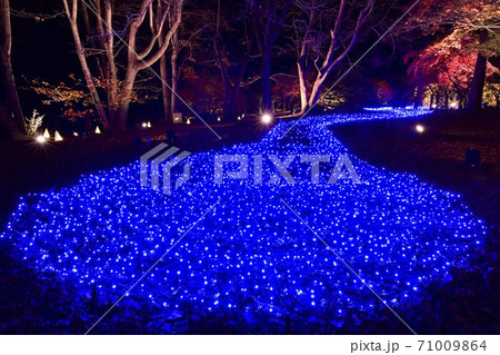 森林公園　紅葉するカエデ園のライトアップされた木々 71009864