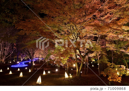 森林公園 紅葉するカエデ園のライトアップされた木々の写真素材