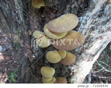 ムキタケ ムキタケ 71009930