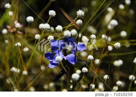 秋の湿地のシラタマホシクサ・ホソバリンドウ 秋の湿地のシラタマホシクサ・ホソバリンドウ 71010250