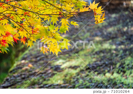 仙台藩花山村寒湯番所跡の紅葉 宮城県栗原市 仙台藩花山村寒湯番所跡の紅葉 宮城県栗原市 71010264