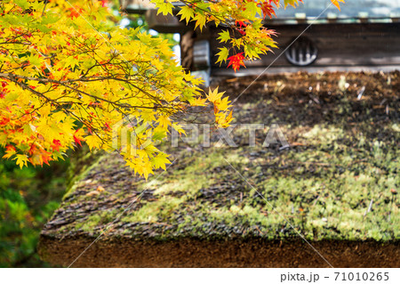 仙台藩花山村寒湯番所跡の紅葉　宮城県栗原市 71010265