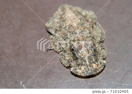 ミミズクの幼虫（昆虫） 71010405