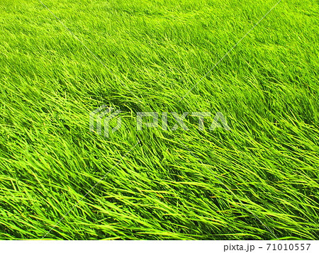 強風に靡く稲のある青田風景 強風に靡く稲のある青田風景 71010557