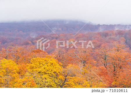 雨上がりの湯浜峠　紅葉と栗駒山　宮城県栗原市 71010611