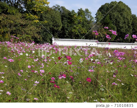 東広島の秋　安芸国分寺跡周辺の秋桜畑　（西条町） 71010835
