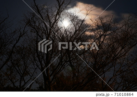 月に群雲、満月と木陰 月に群雲、満月と木陰 71010864