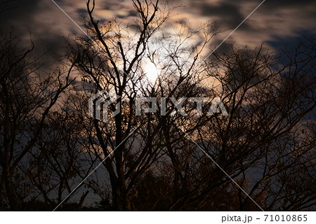 月に群雲、満月と木陰 月に群雲、満月と木陰 71010865