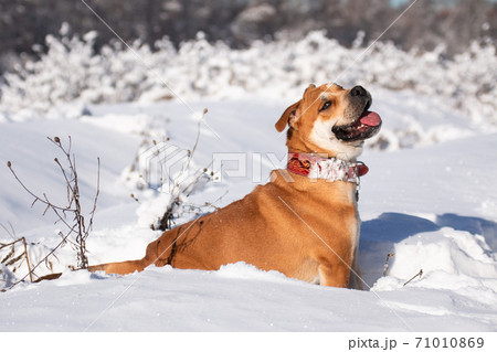 Cadebo dog sitting in the snow in a winter park Cadebo dog sitting in the snow in a winter park 71010869