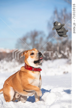 Cadebo red dog in winter park playing with a pig toy 71010916