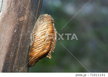 ハラビロカマキリの卵 ハラビロカマキリの卵 71011141
