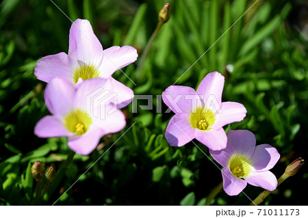 オキザリス・ペンタフィラ 71011173