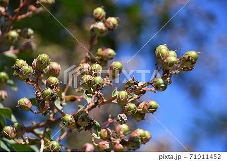 サルスベリの実 71011452