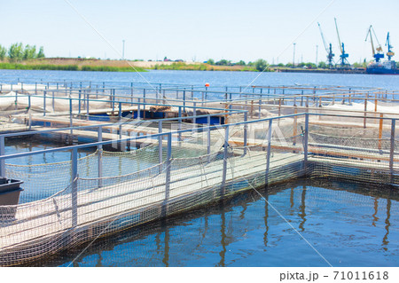 Photo of an ootdoor fish farm where trout and sturgeon are raised and caviar is extracted 71011618