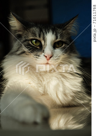 serious young cat serious young cat 71011768