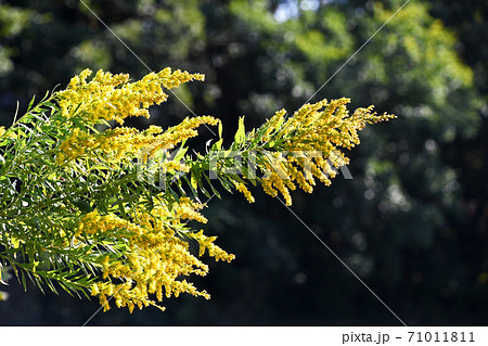 セイタカアワダチソウ（背高泡立草） 71011811