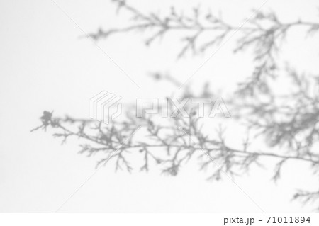 shadows of fir tree branches on a white wall shadows of fir tree branches on a white wall 71011894
