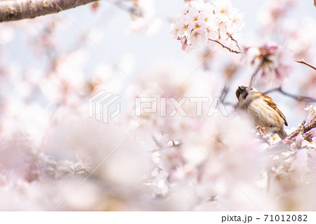桜　スズメ 71012082