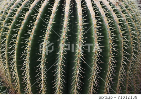 サボテン（金鯱） 71012139