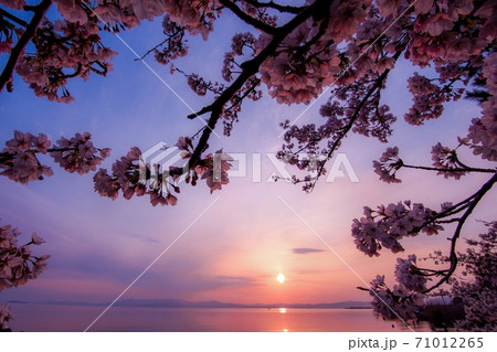 夕焼け　桜 71012265