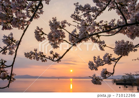夕焼け　桜 71012266