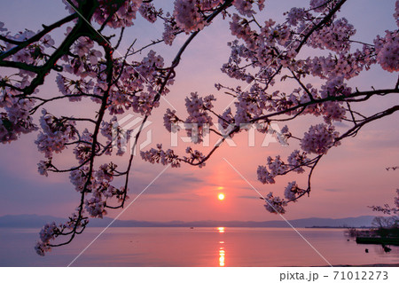 夕焼け 桜の写真素材 [71012273] - PIXTA