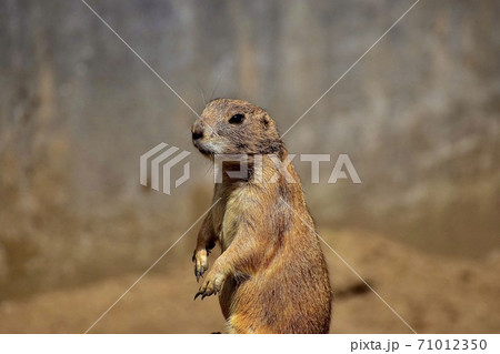 立ち上がるプレーリードッグ 71012350