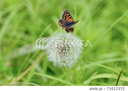 綿毛にとまるベニシジミ 71012352
