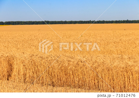 Field of ripe golden wheat Field of ripe golden wheat 71012476