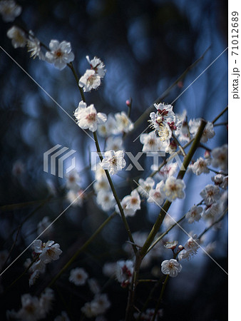 満開の梅の花 春の風景の写真素材