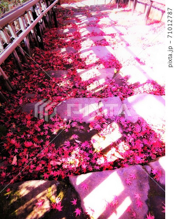 東京都大田区蘇峰公園の紅葉の階段 東京都大田区蘇峰公園の紅葉の階段 71012787
