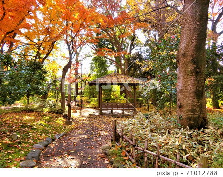 東京都大田区蘇峰公園の紅葉 東京都大田区蘇峰公園の紅葉 71012788