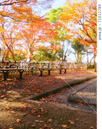 東京都大田区蘇峰公園の紅葉 東京都大田区蘇峰公園の紅葉 71012789