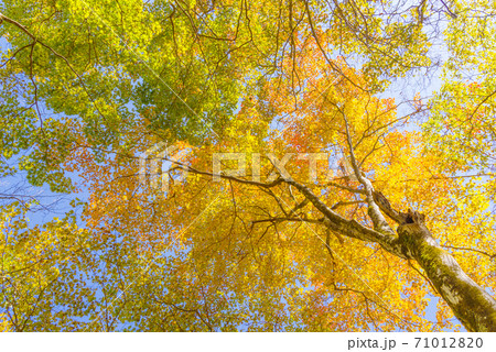 紅葉の木 71012820
