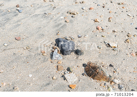 綺麗な海の砂浜に貝殻　湿った砂浜 71013204