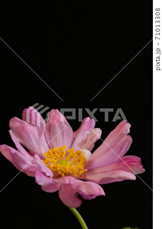 黒背景のピンクの可愛い花の写真素材