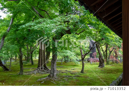 京都 東福寺の通天橋から見た 青紅葉などの新緑が広がる初期の日本庭園の写真素材