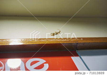 カンボジア ヤモリ カンボジア ヤモリ 71013609