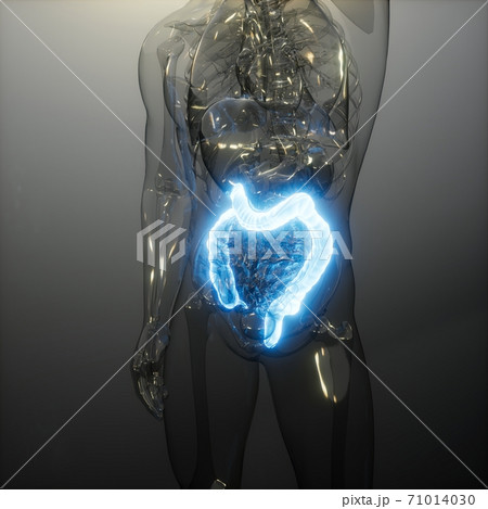 Human Colon Radiology Exam Human Colon Radiology Exam 71014030