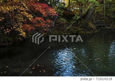 北海道 京極ふきだし公園（秋 紅葉） 71014219